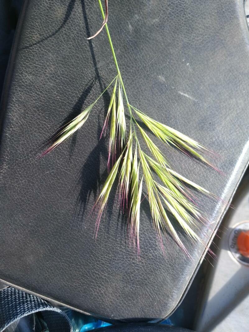 Anisantha madritensis flower