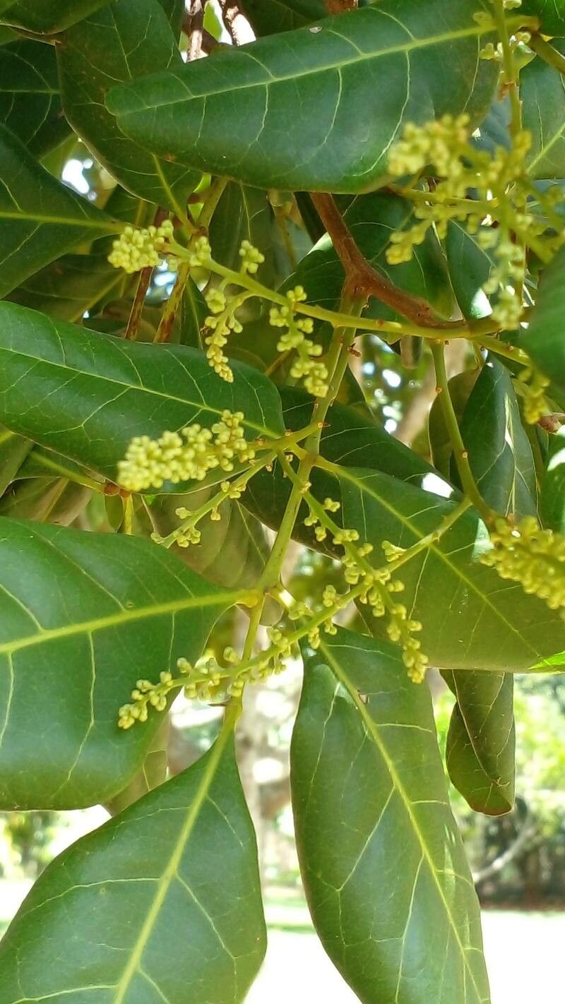 Mezilaurus crassiramea — related species from the same genus