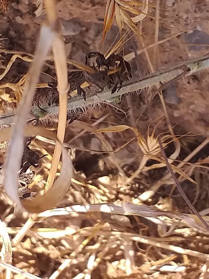 Lavandula maroccana bark