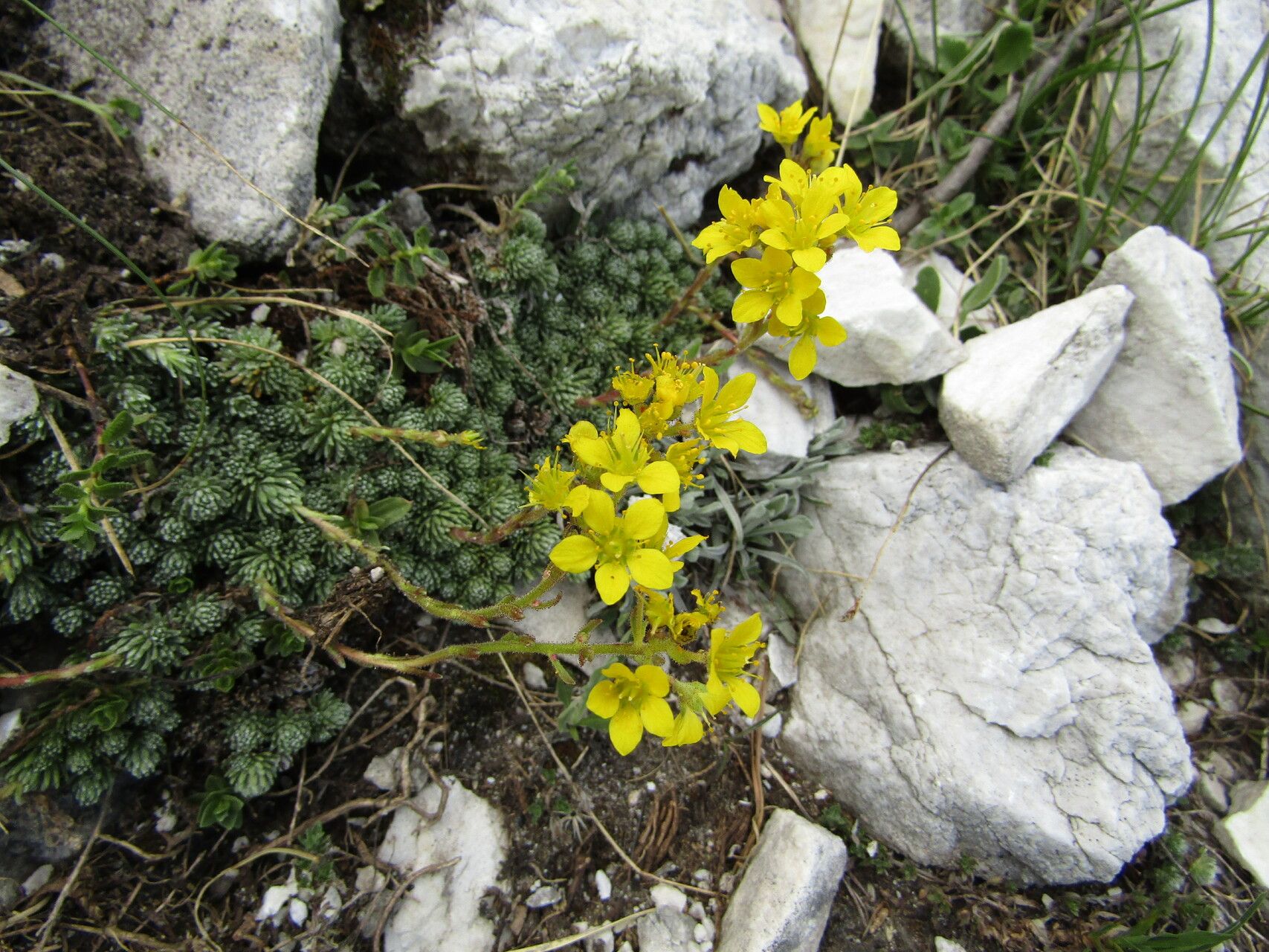 Saxifraga ferdinandi-coburgi — houseplant care guide