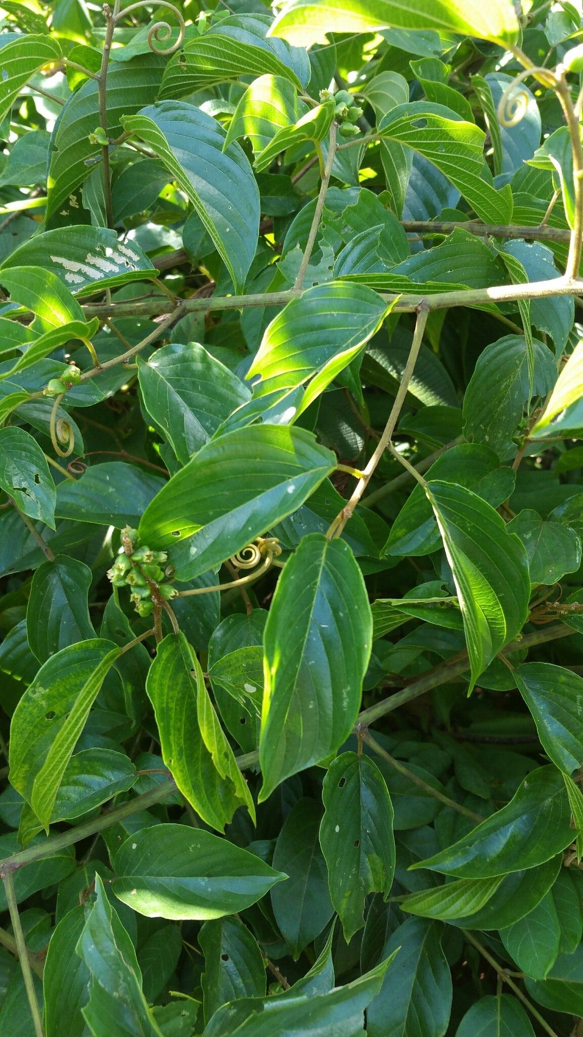 Gouania lineata leaf