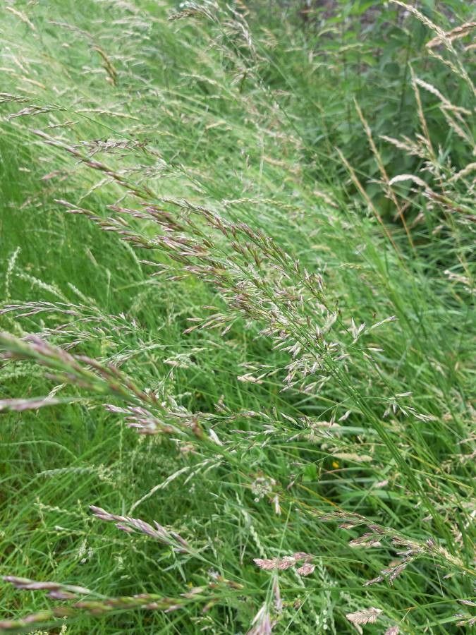 Festuca arundinacea fruit