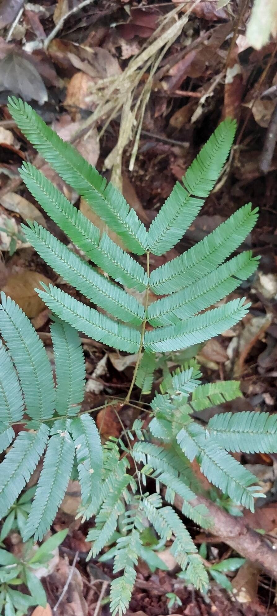 Newtonia leucocarpa leaf