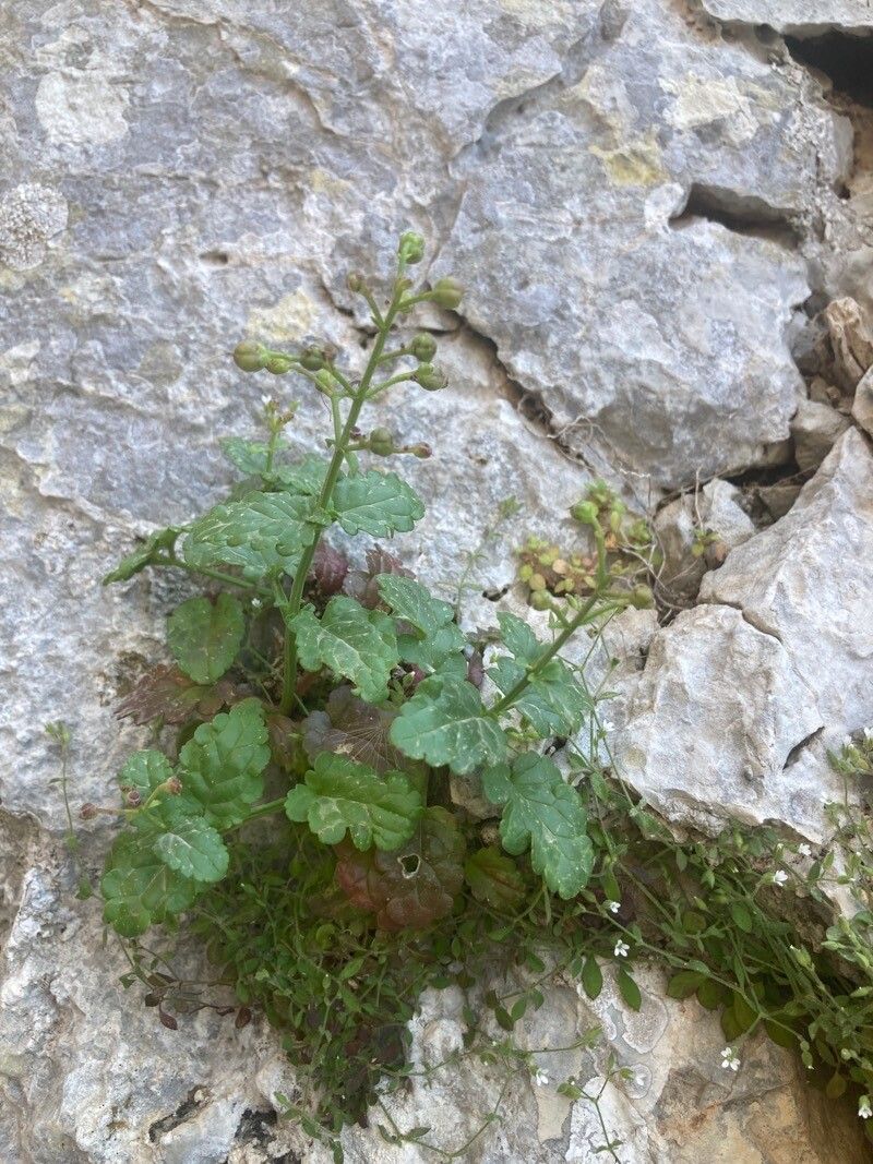 Scrophularia heterophylla — search result for 'Scrophularia'