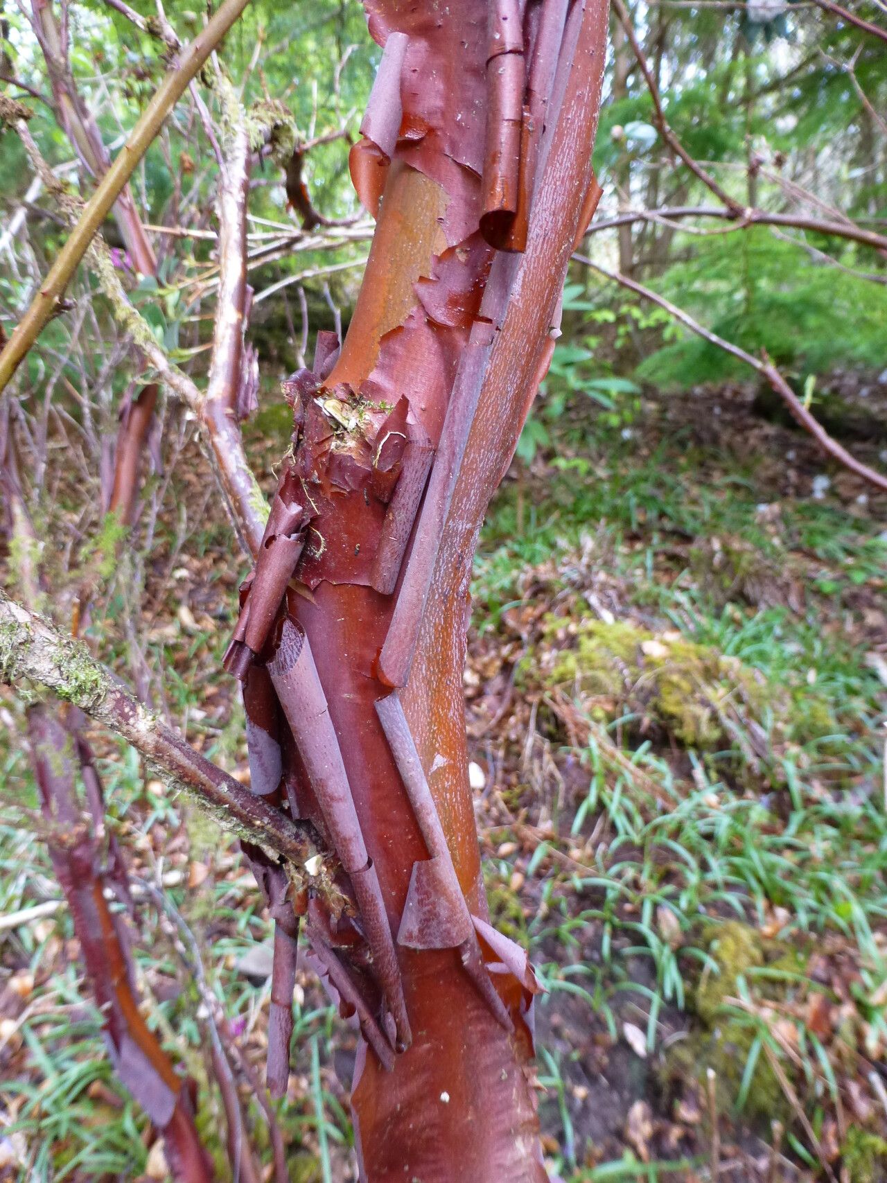 Rhododendron luteiflorum bark