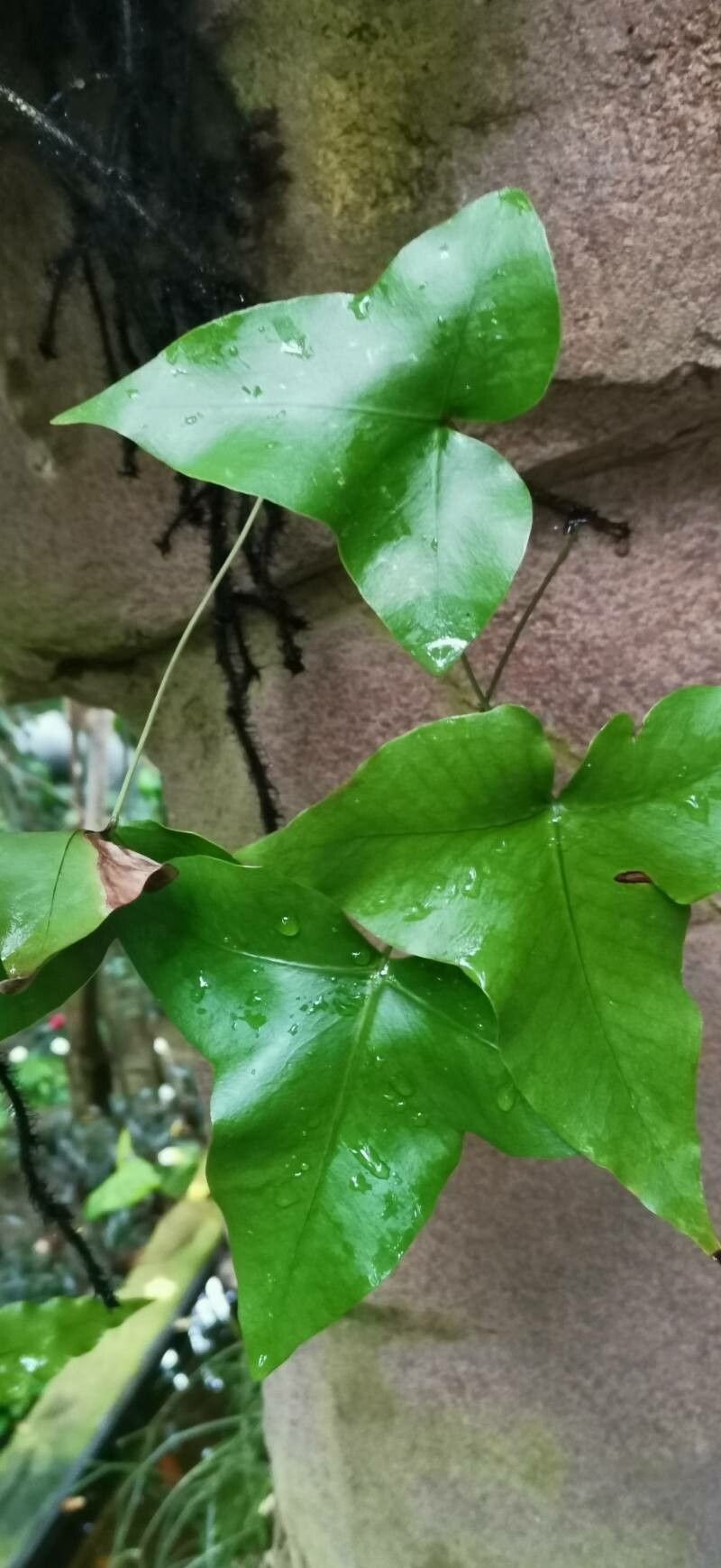Drynaria sagitta leaf