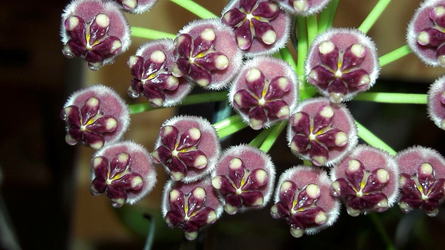 Hoya rumphii — search result for 'Hoya'