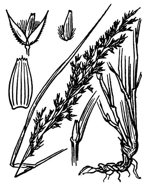 Calamagrostis villosa other