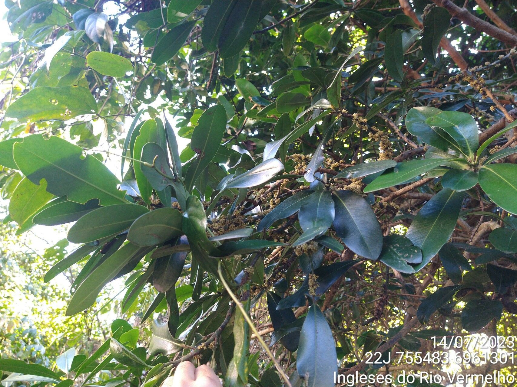 Myrsine umbellata — houseplant care guide