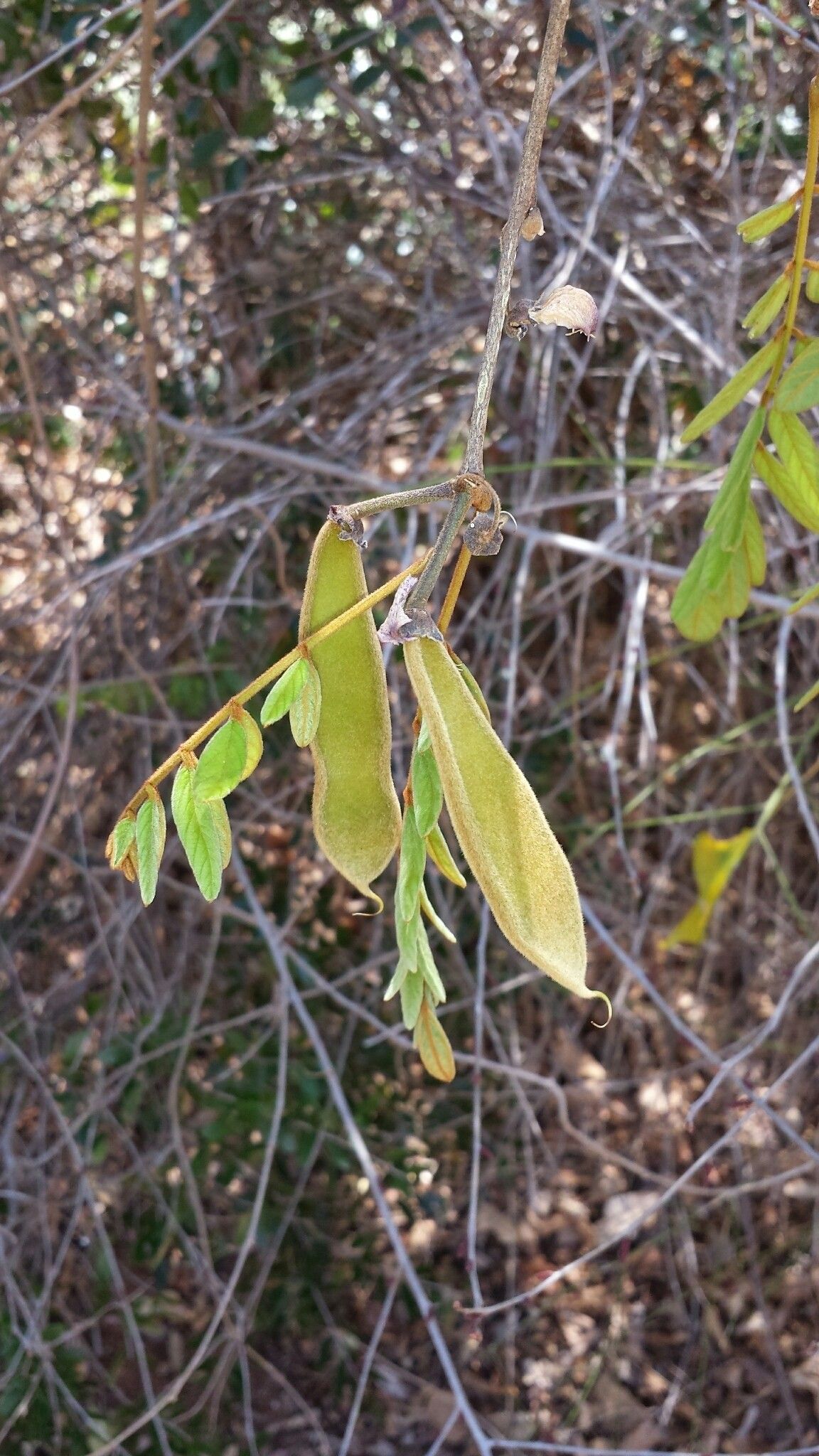 Millettia richardiana fruit
