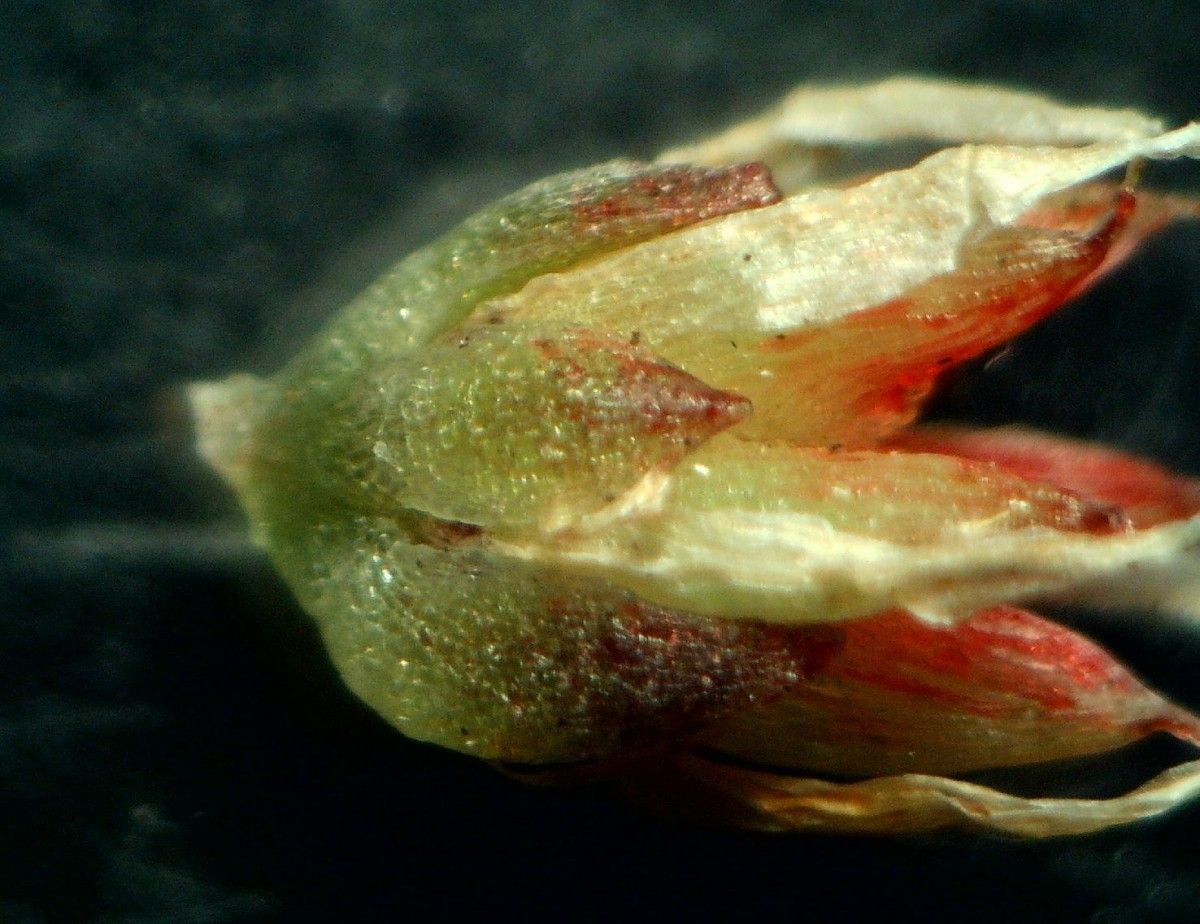 Sedum anglicum fruit