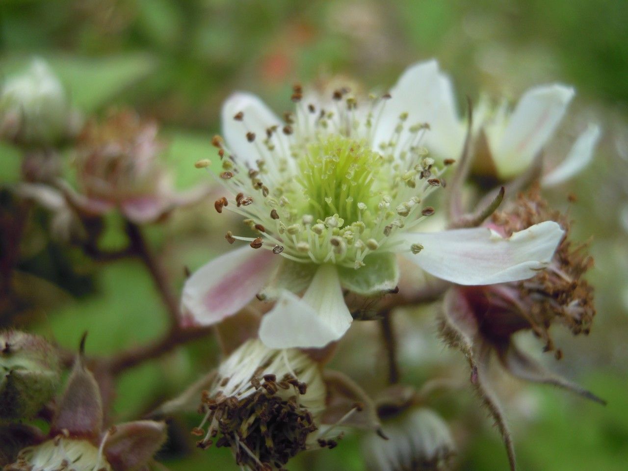 Rubus coombensis flower