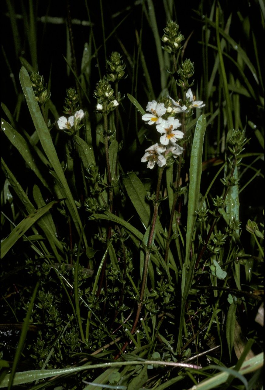 Euphrasia meiantha habit