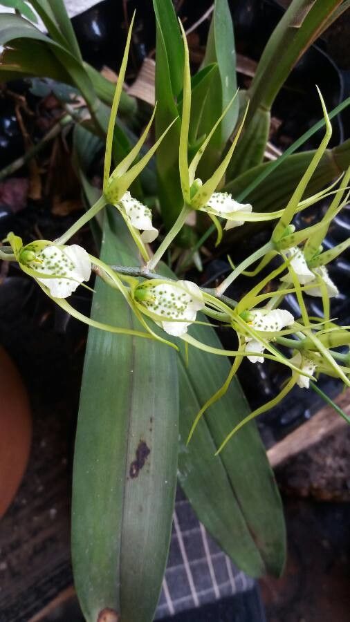 Brassia caudata leaf