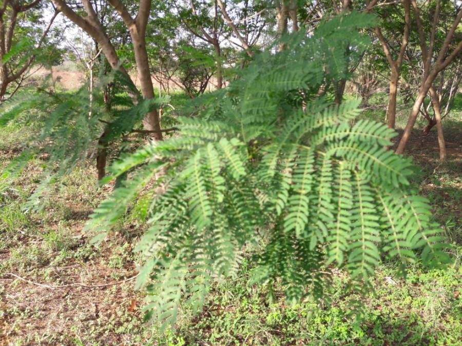 Albizia harveyi — search result for 'Albizia'