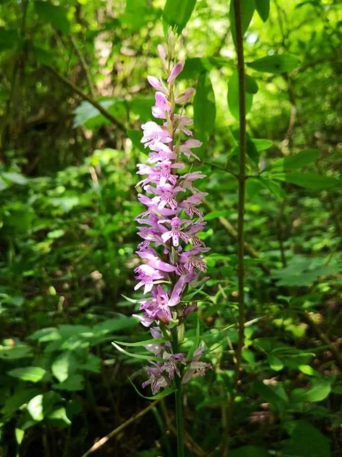 Dactylorhiza saccifera leaf