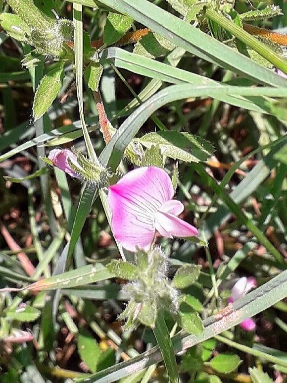 Ononis reclinata flower