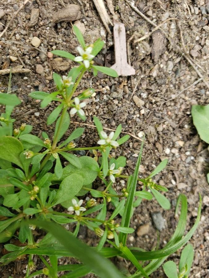 Mollugo verticillata flower