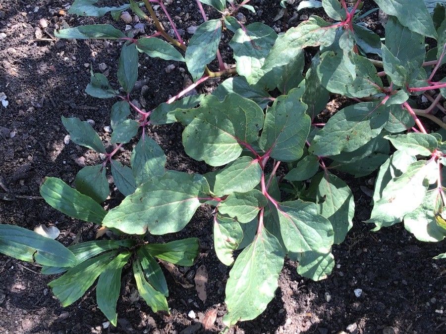 Paeonia cambessedesii — houseplant care guide