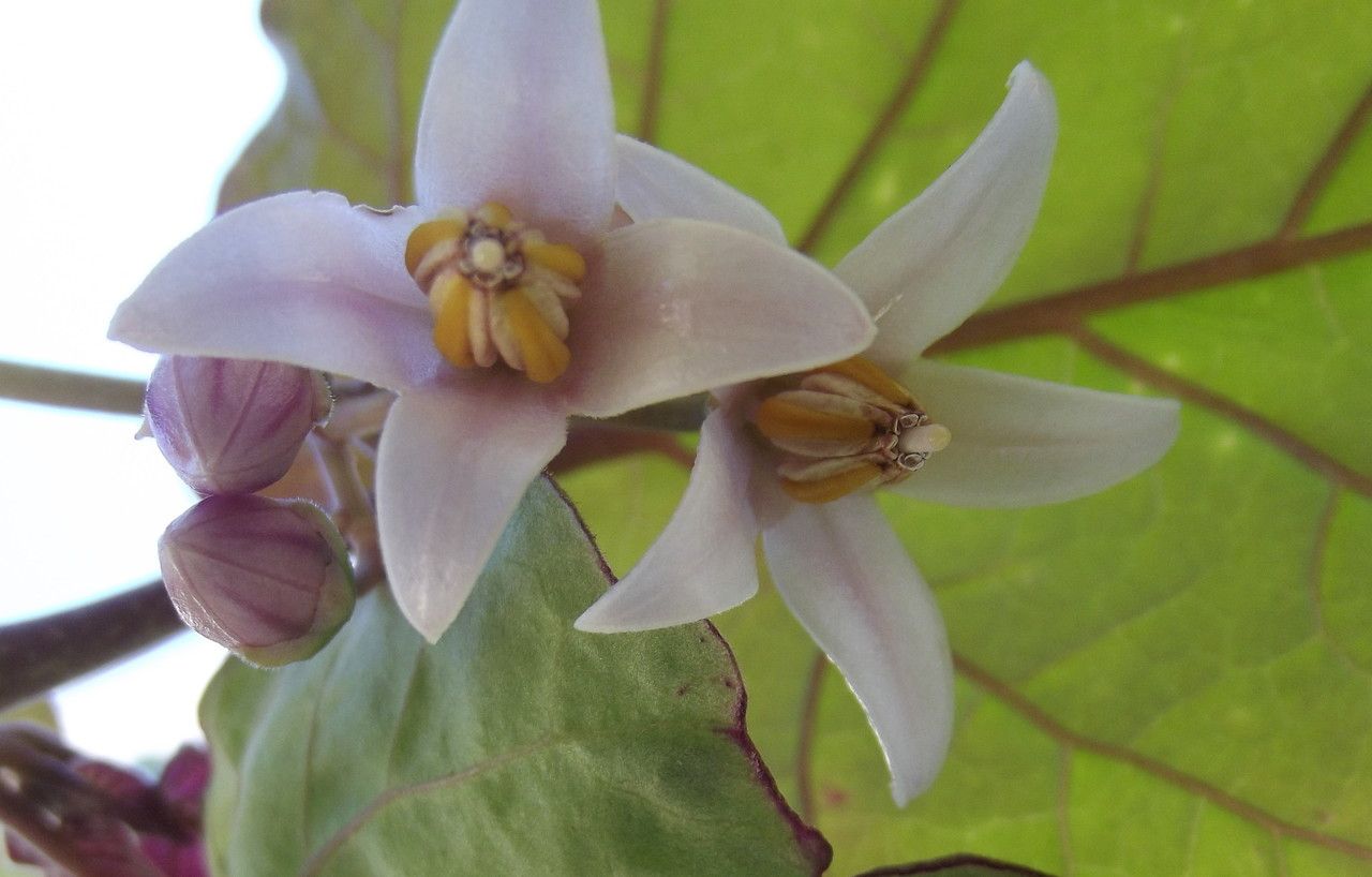 Cyphomandra betacea flower