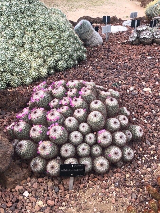 Mammillaria bombycina — search result for 'Mammillaria'