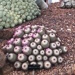 Mammillaria bombycina