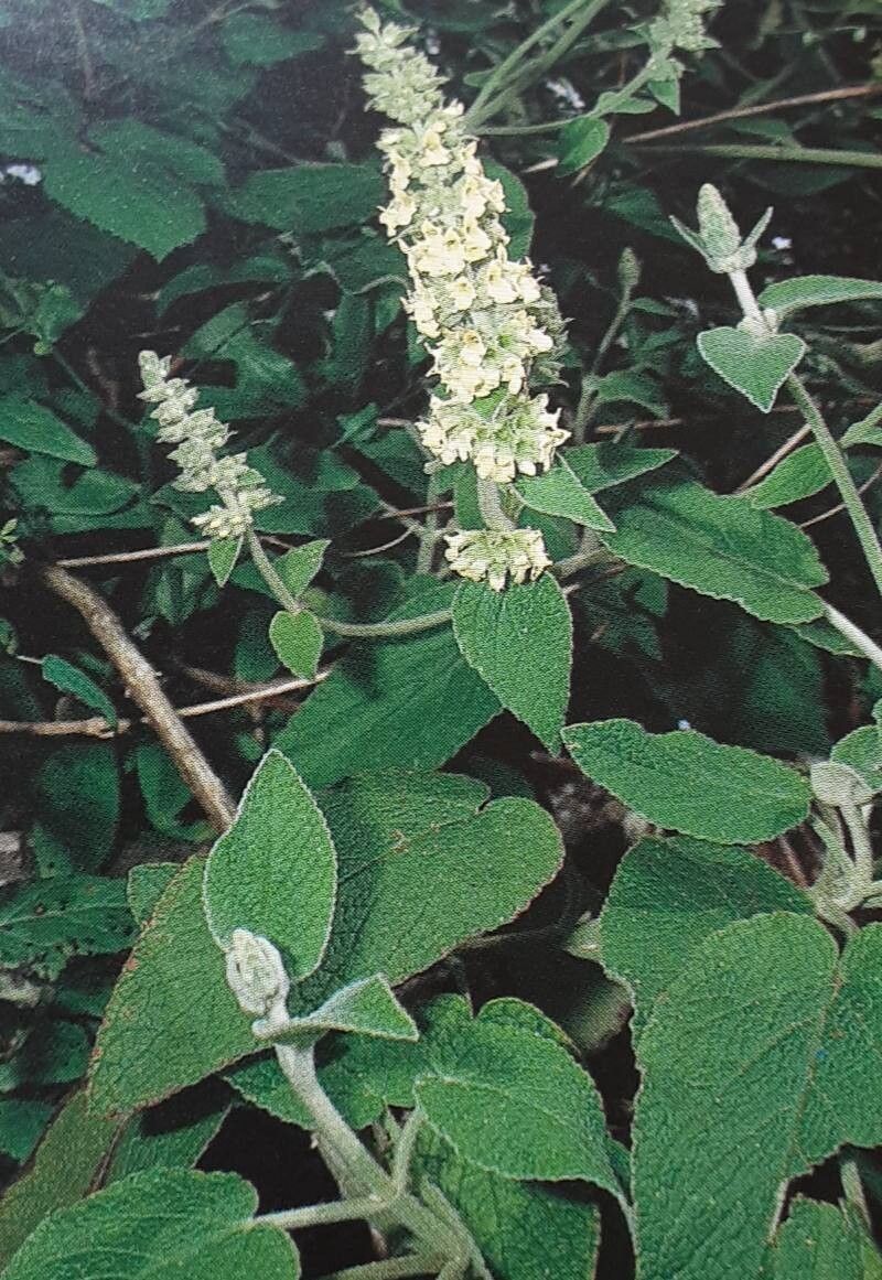 Sideritis discolor — houseplant care guide