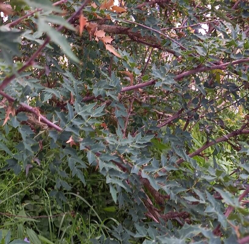 Berberis haematocarpa leaf