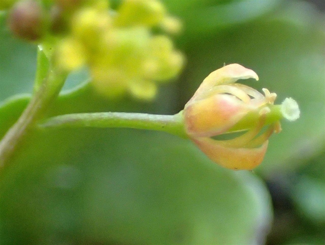 Rorippa islandica flower