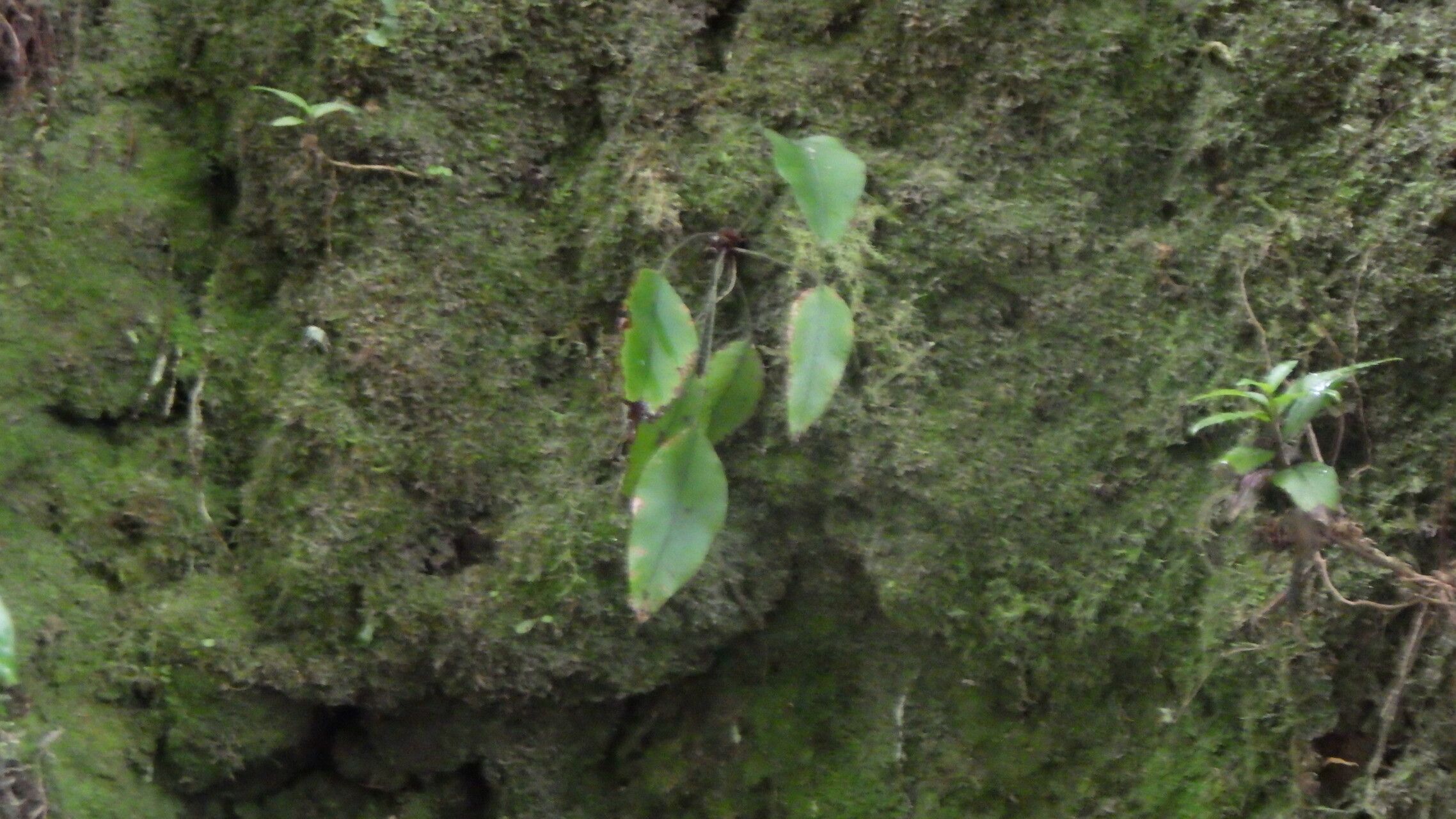 Elaphoglossum hybridum habit