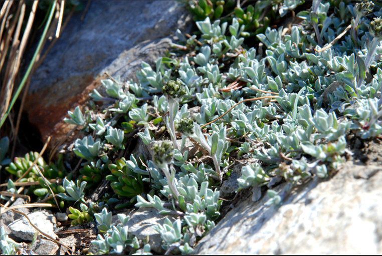 Antennaria pulchella habit