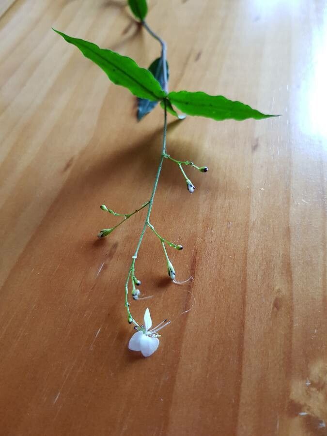 Aneilema acuminatum — related species from the same genus