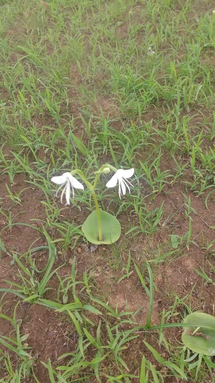 Habenaria grandifloriformis — houseplant care guide