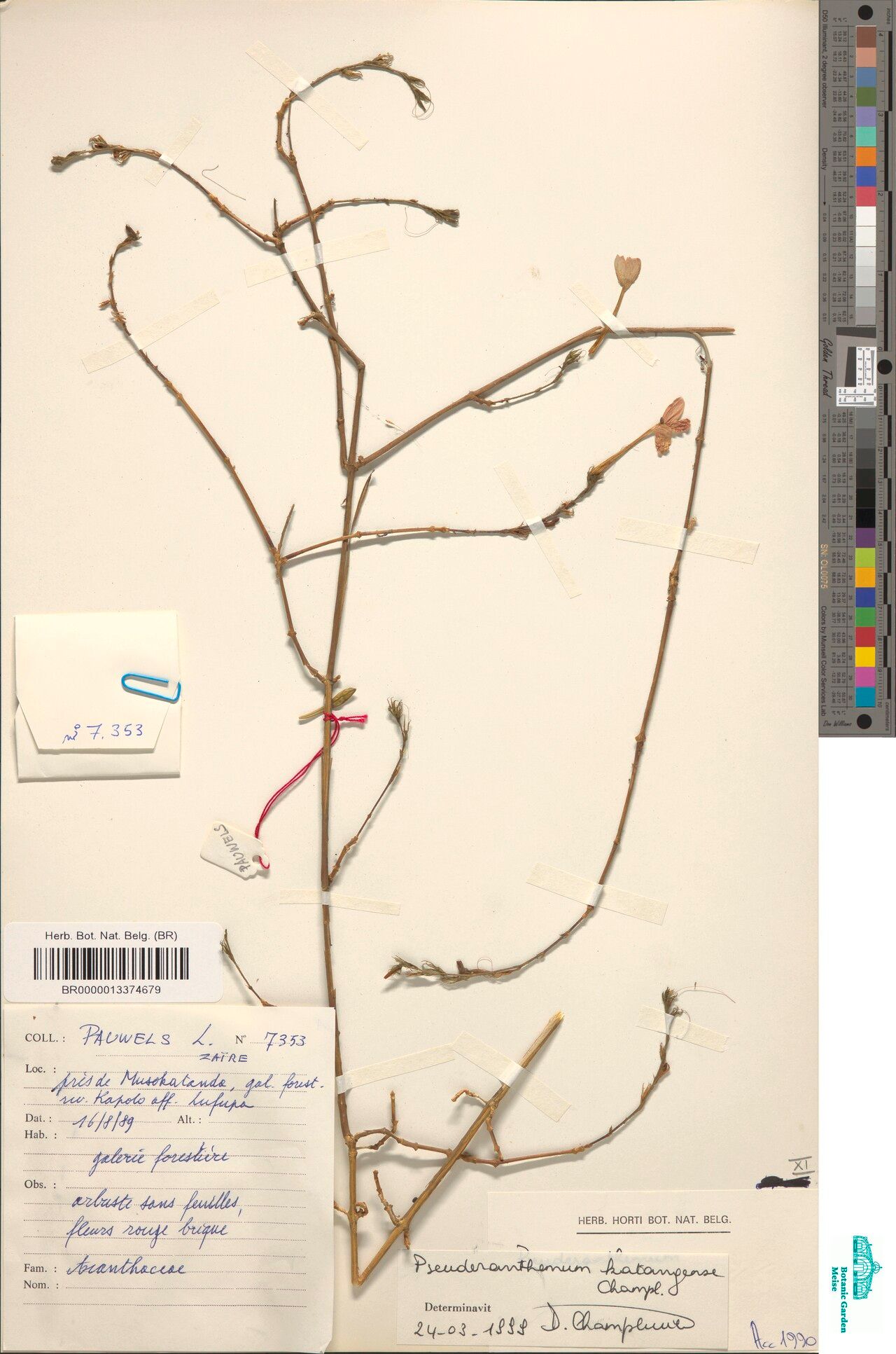 Pseuderanthemum katangense — search result for 'Pseuderanthemum'