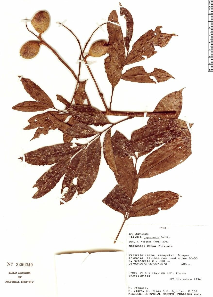 Talisia japurensis — houseplant care guide