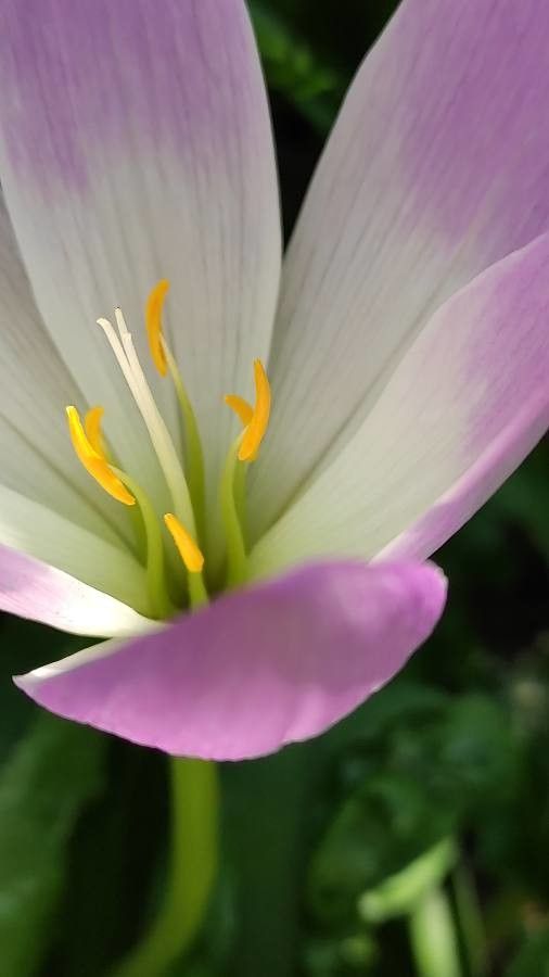 Colchicum speciosum — search result for 'northern Iran'