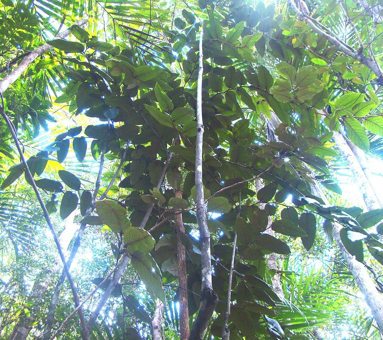 Diospyros margaretae habit
