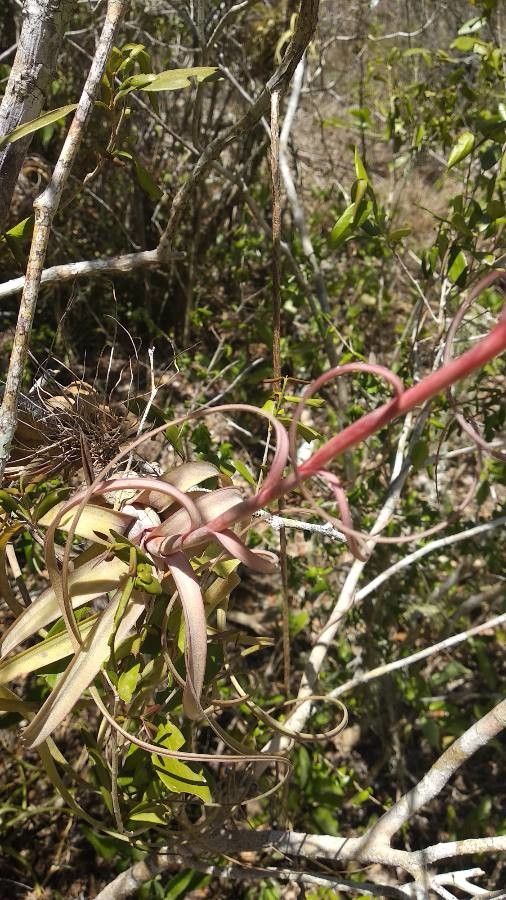 Tillandsia bulbosa leaf