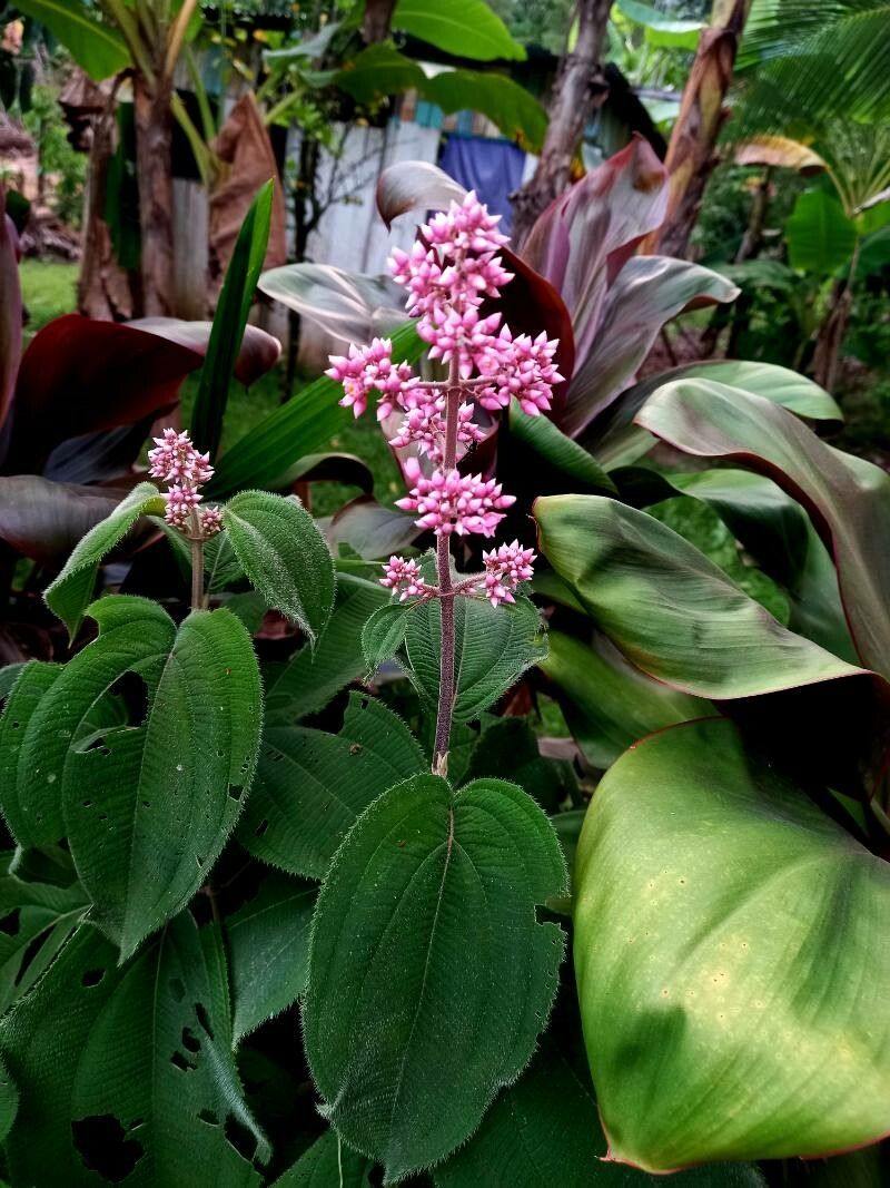 Miconia subcrustulata — houseplant care guide