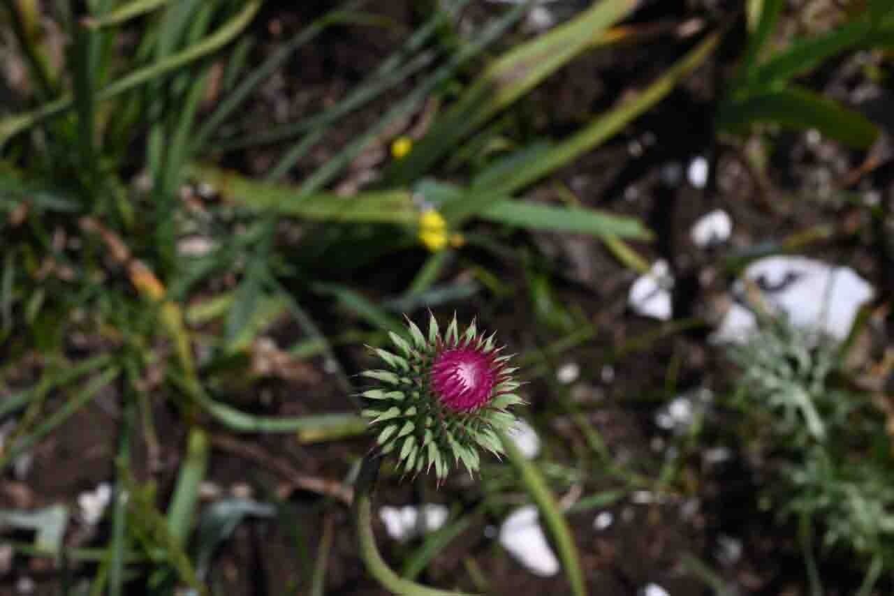 Carduus micropterus — search result for 'Carduus'