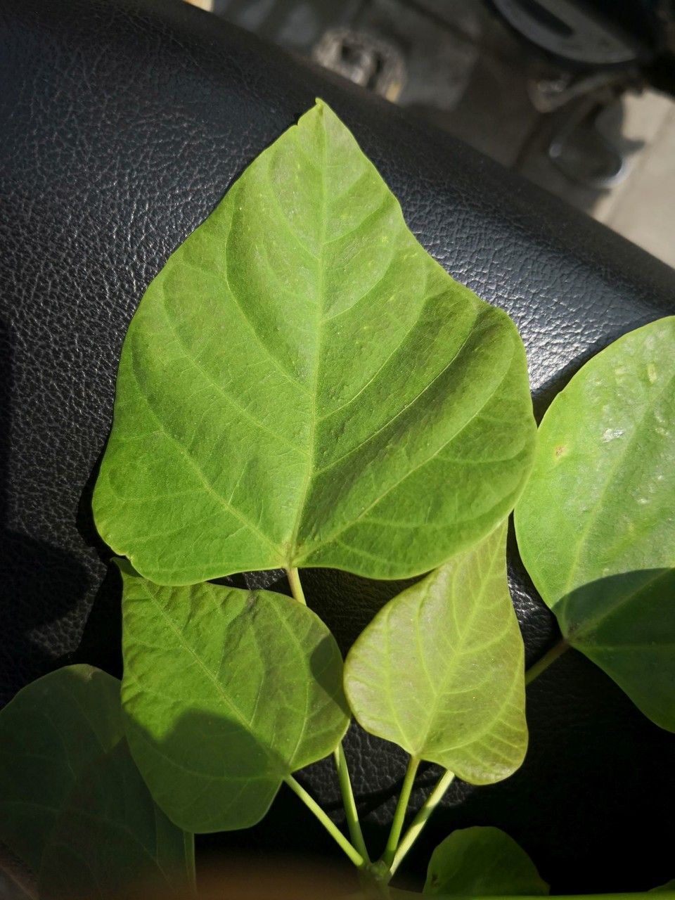Catalpa bungei leaf