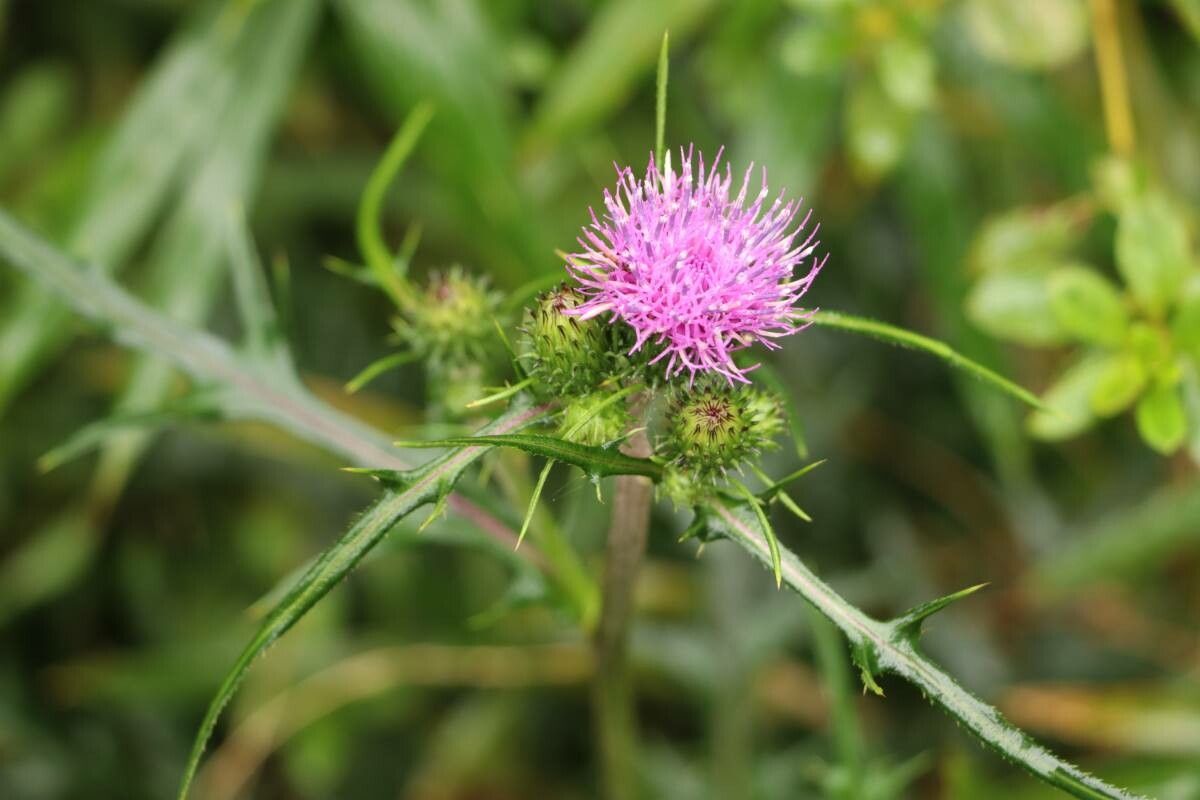 Cirsium oligophyllum flower