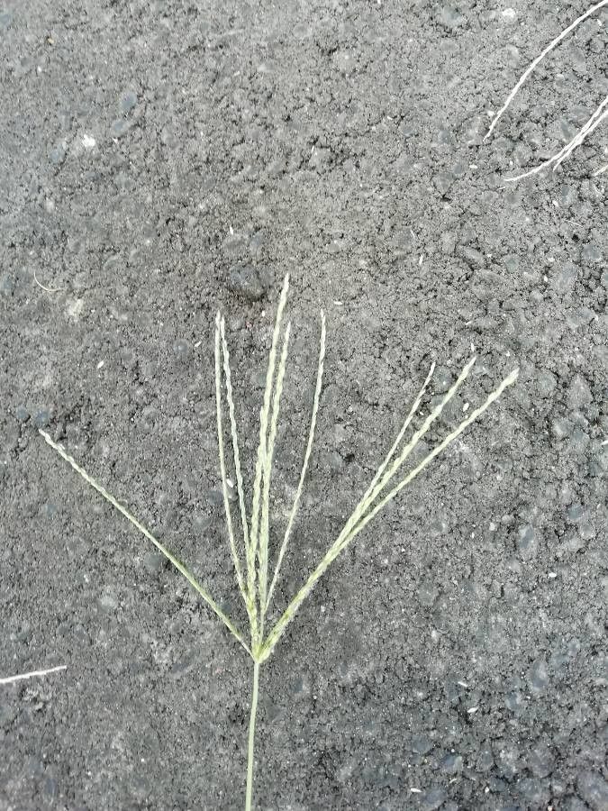 Digitaria ischaemum flower