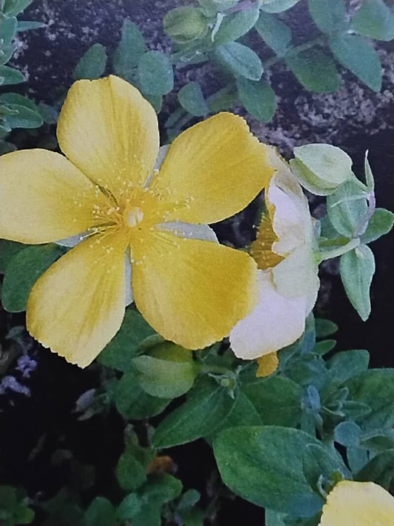 Hypericum cerastoides flower