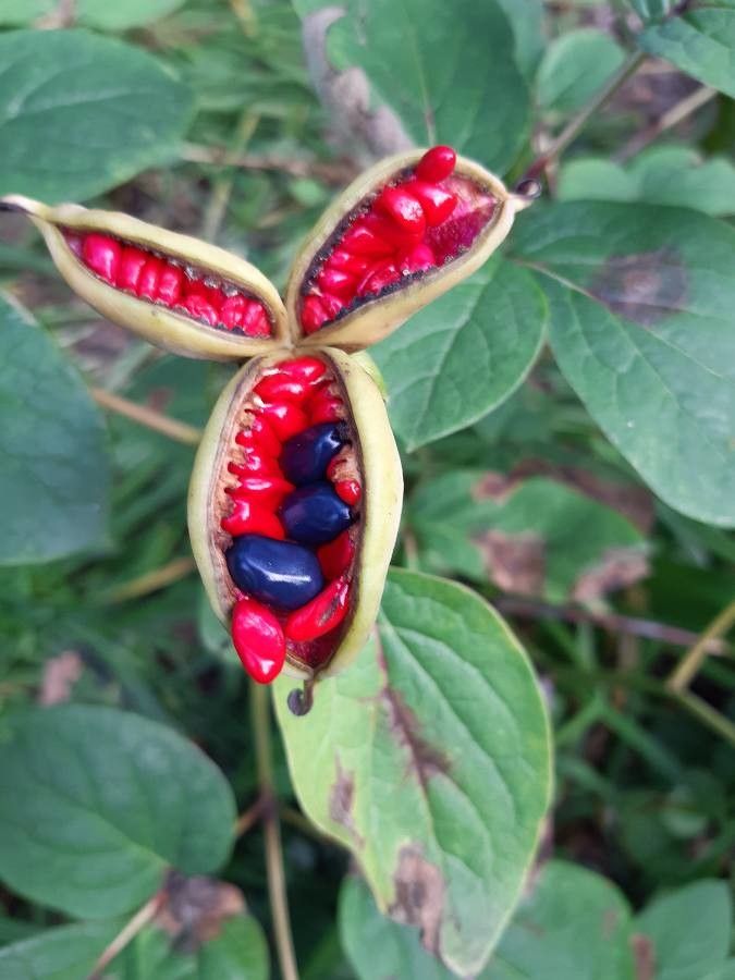 Paeonia obovata fruit