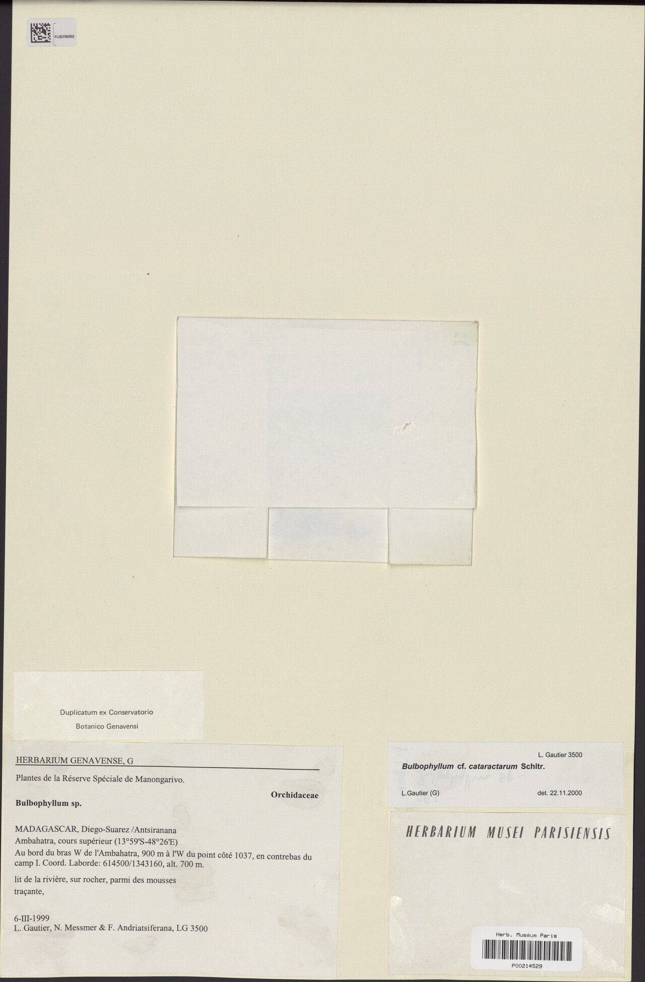 Bulbophyllum cataractarum — houseplant care guide