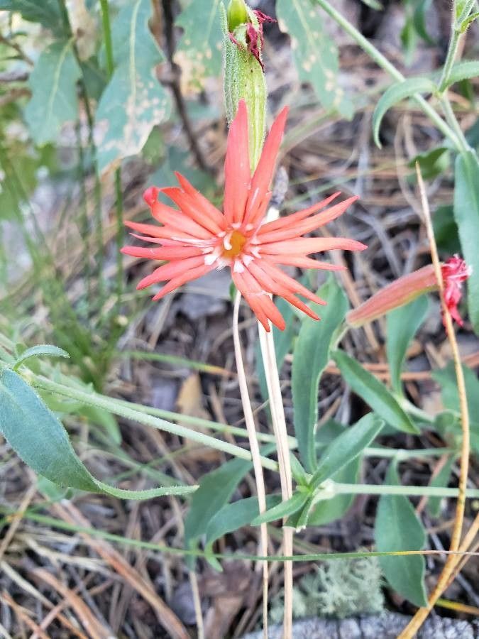 Silene laciniata flower