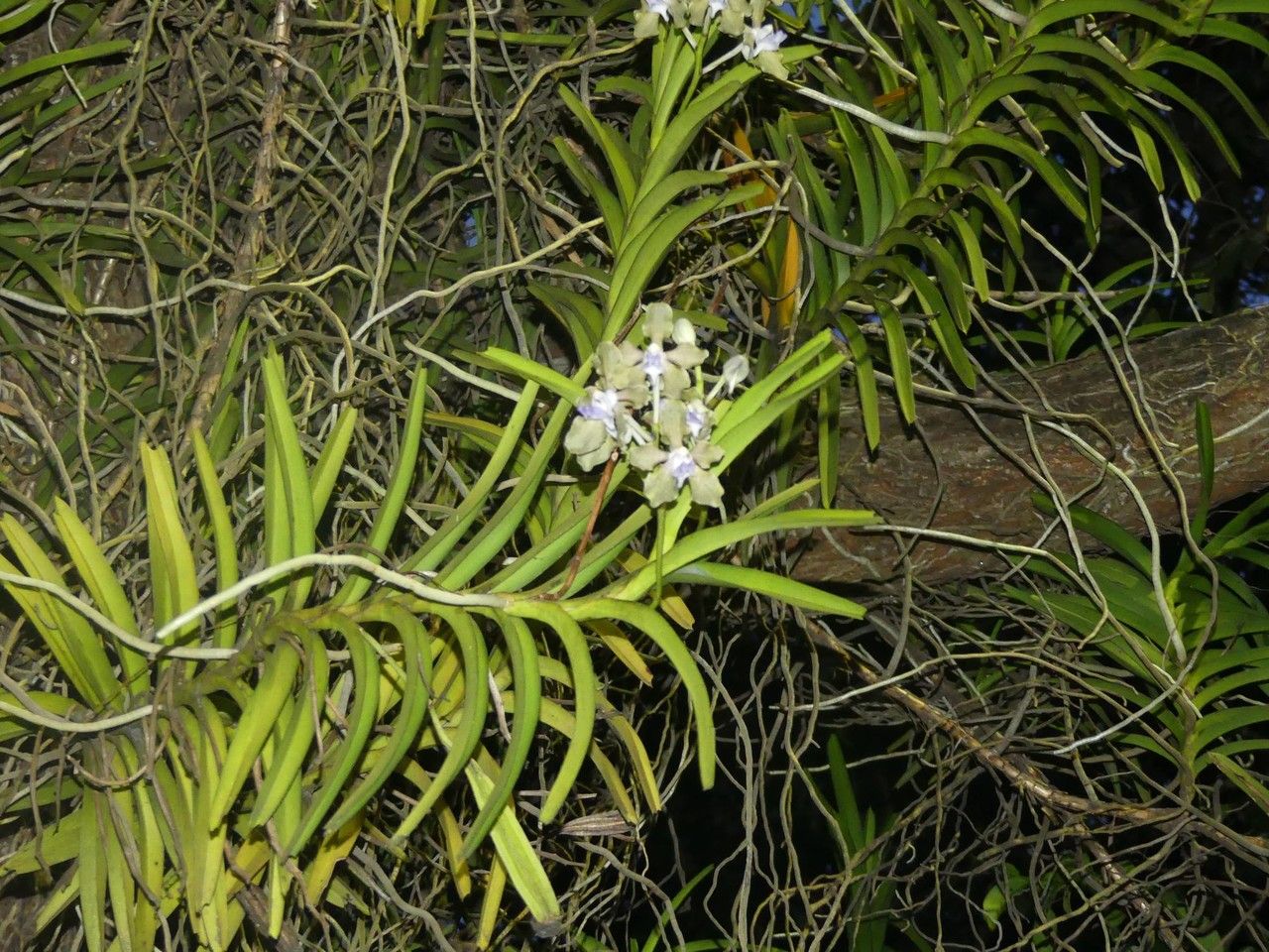 Vanda tessellata flower