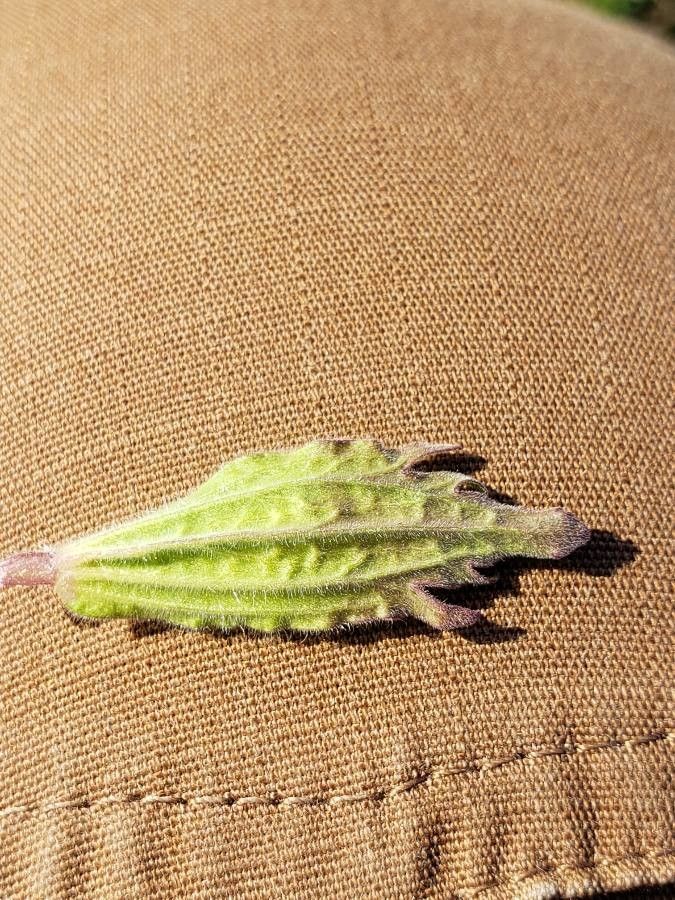 Castilleja levisecta — search result for 'Castilleja'