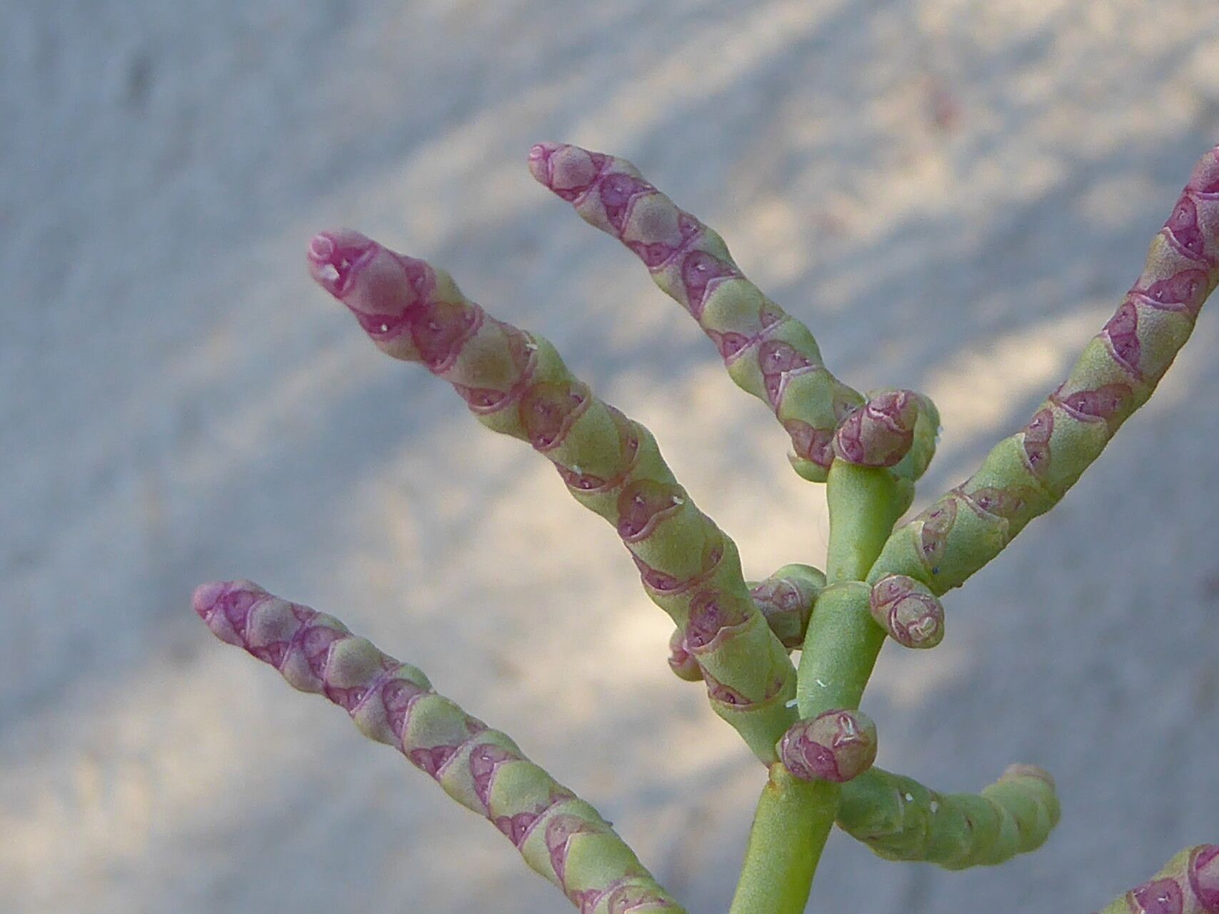 Salicornia fruticosa flower